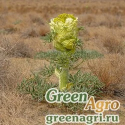 Семена Ферула вонючая/мускусная (Ferula assa-foetida) 1 гр.
