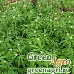 Семена Анемона отогнутая (Anemone reflexa) 1 г