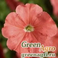 Семена Петуния многоцветковая (генетически компактная) (Petunia multiflora) "Damask F1" (salmon) pelleted 100 шт.