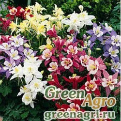 Семена Аквилегия голубая (Aquilegia caerulea) "Kirigami F1" (mix) raw 100 шт.