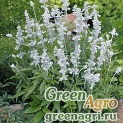 Семена Шалфей мучнистый (Salvia farinacea) "Evolution" (white) raw 250 шт.