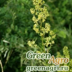Семена Василистник амурский (Thalictrum amurense) 1 г