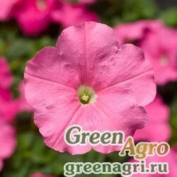 Семена Петуния многоцветковая (генетически компактная) (Petunia multiflora) "Damask F1" (pink) pelleted 100 шт.