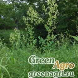 Семена Василистник уссурийский (Thalictrum ussuriense) 1 г