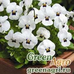 Виола рогатая (Viola cornuta) "Deltini F1" (white) prenova 100 шт.