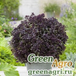 Семена Базилик благородный (Ocimum basilicum) "Purple Ball" (purple) raw 1000 шт.