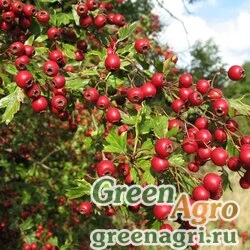 Семена Боярышник отогнуточашелистиковый (Crataegus curvisepala) 15 гр.