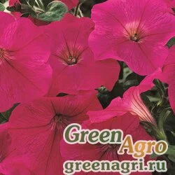 Семена Петуния ампельная гибридная (Petunia x hybrida) "Ramblin F1" (neon rose) pelleted 100 шт.