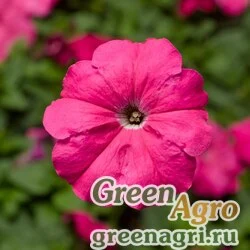Семена Петуния многоцветковая (генетически компактная) (Petunia multiflora) "Damask F1" (rose) pelleted 100 шт.