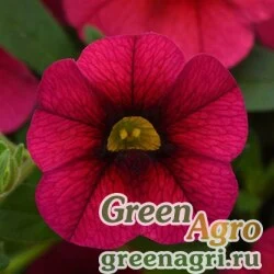 Калибрахоа гибридная ампельная (Calibrachoa hybrida) "Kabloom F1" (cherry) multi-pelleted 1000 шт.