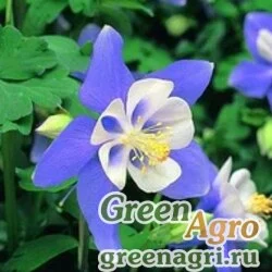 Семена Аквилегия голубая (Aquilegia caerulea) "Kirigami F1" (light blue & white) raw 100 шт.