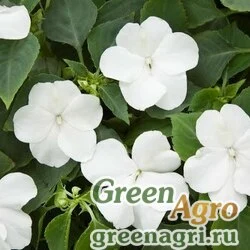 Семена Бальзамин Уоллера ампельный (Impatiens walleriana) "Tumbler F1" (white) raw 100 шт.