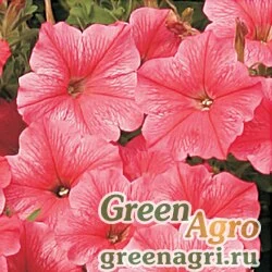 Семена Петуния ампельная гибридная (Petunia x hybrida) "FotoFinish" F1 (salmon) pelleted 100 шт.
