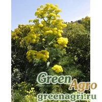Семена Ферула сизая (Ferula glauca) 1 г