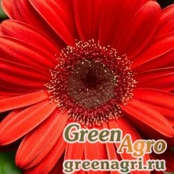 Семена Гербера Джеймсона (Gerbera jamesonii) "Bengal F1" (orange dark center) coated 100