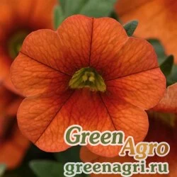Калибрахоа гибридная ампельная (Calibrachoa hybrida) "Kabloom F1" (orange) multi-pelleted 100 шт.