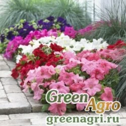 Семена Петуния крупноцветковая (генетически компактная) (Petunia grandiflora) "Duvet F1" (north mix) pelleted 100 шт.