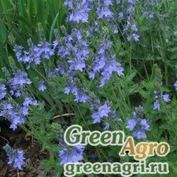 Семена Вероника австрийская (Veronica austriaca) 1 г