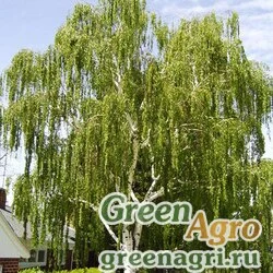 Семена Береза повислая/бородавчатая (Betula pendula) 50 г