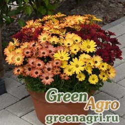Семена Остеоспермум Эклона (Osteospermum ecklonis) "Akila F1" (sunset shades) raw 100 шт.