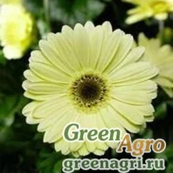 Семена Гербера Джеймсона (Gerbera jamesonii) "Bengal F1" (white with eye) coated 100