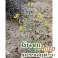 Семена Ферула Совича (Ferula szowitsiana) 0,5 г