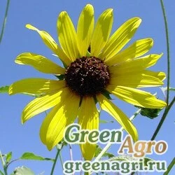 Семена Подсолнечник летний (Helianthus annuus) "SunFlower Sunbuzz" treated 100 шт.