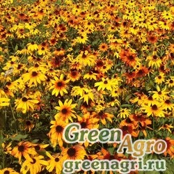 Семена Рудбекия остистая (Rudbeckia hirta) "Gloriosa Daisies" (mix) 30 г
