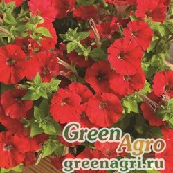 Семена Петуния ампельная гибридная (Petunia x hybrida) "FotoFinish" F1 (red) pelleted 100 шт.