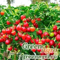 Семена Перец сладкий Рубиновое ожерелье  (упак-50 гр.)