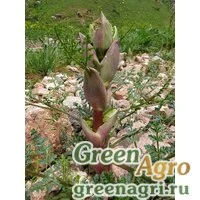 Семена Ферула самаркандская (Ferula samarkandica) 1 г