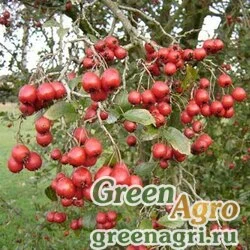 Семена Боярышник сомнительный (Crataegus ambigua) 15 гр.