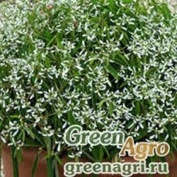 Семена Молочай злаковый (Euphorbia graminea) "Glamour" raw 1000 шт.