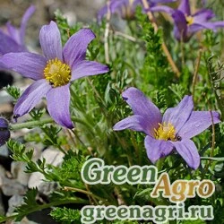 Семена Прострел Бунге (Pulsatilla bungeana) 1 г