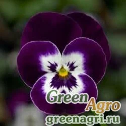 Семена Виола рогатая (Viola cornuta) "Deltini F1" (violet) prenova 100 шт.