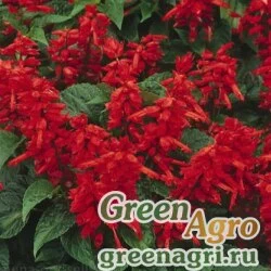 Семена Сальвия блестящая (Salvia splendens) "Fizz" (red) raw 1000 шт.
