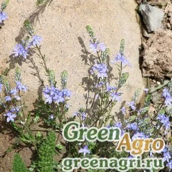 Семена Вероника восточная (Veronica orientalis) 1 г