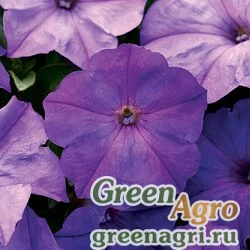 Семена Петуния ампельная гибридная (Petunia x hybrida) "Easy Wave F1" (lavender sky blue) pelleted 100 шт.