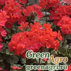 Пеларгония х садовая (герань) (Pelargonium x hortorum) "Nano F1" (scarlet bicolor) raw 100 шт.