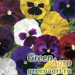Виола Виттрока (Viola wittrockiana) "Colossus F1" (all colours mix) prenova 100 шт.