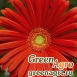 Семена Гербера Джеймсона (Gerbera jamesonii) "Elephant F1" (scarlet) raw Произв. 100 шт.