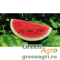 Семена Барака F1 1 тыс. семян, Syngenta