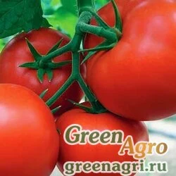 Семена Чибли F1 2,5 тыс. семян, Syngenta