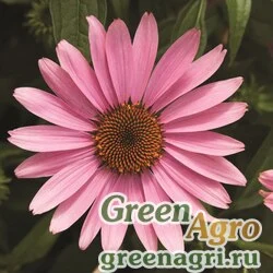 Семена Эхинацея пурпурная (Echinacea purpurea) "Prairie Splendor" (deep rose) raw 1000 шт.