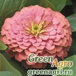 Семена Цинния изящная (Zinnia elegans) "Magellan F1" (salmon) coated 1000 шт.