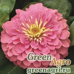Семена Цинния изящная (Zinnia elegans) "Magellan F1" (pink) coated 1000 шт.
