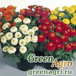 Семена Цинния изящная (Zinnia elegans) "Zinnita" (mix) raw 1000 шт.