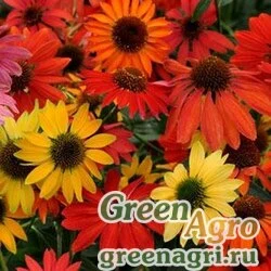 Семена Эхинацея пурпурная (Echinacea purpurea) "Cheyenne Spirit" (mix) raw 1000 шт.