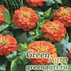 Семена Цинния изящная (Zinnia elegans) "Short Stuff F1" (orange) coated 1000 шт.