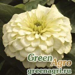 Семена Цинния изящная (Zinnia elegans) "Magellan F1" (ivory) coated 1000 шт.